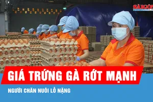 Giá trứng gà rớt mạnh, người chăn nuôi lỗ nặng