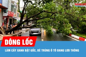 Dông lốc làm cây xanh bật gốc, đè trúng ô tô đang lưu thông