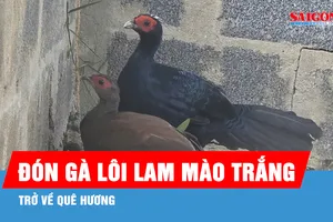 Đón 10 cá thể gà lôi lam mào trắng từ châu Âu trở về Quảng Trị