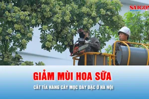 Podcast tin thời sự ngày 16-10: Hà Nội cắt tỉa hoa sữa trên nhiều tuyến đường 