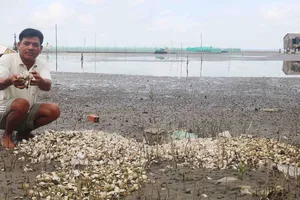 Ngêu chết tràn bãi biển Kiên Giang nghi do nguồn nước bị ô nhiễm. Ảnh: NGỌC CHÁNH