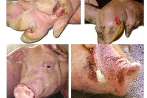 Cà Mau: Chỉ đạo “nóng” xử lý đàn heo bị bệnh lở mồm long móng