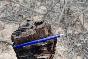 Cà Mau: Cây tiếp tục chết tại rừng phòng hộ Tam Giang 1 