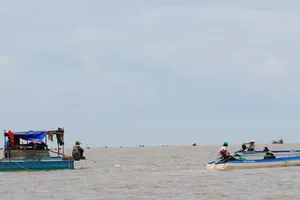 Cà Mau: Xuất hiện sò huyết giống ở bãi bồi Đất Mũi, dân đổ xô khai thác