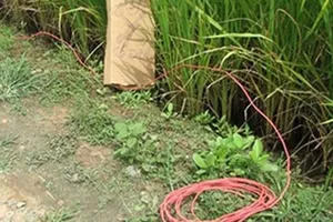 Cà Mau: Bẫy chuột bằng điện, một người tử vong 