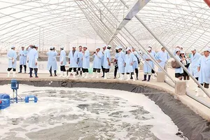Nuôi tôm sạch trong nhà kính của Tập đoàn Việt Úc