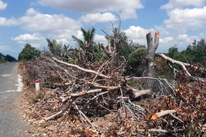 Hàng xà cừ dọc theo tuyến đường Tắc Thủ- Vàm Đá Bạc (đoạn qua Nông trường 402) bị “hạ” một phần để hạn chế sạt lở. Ảnh: T.M.