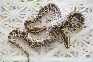 Trăn hai đầu hiếm gặp. Ảnh: LY TRẦN