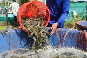 Bắt và khởi tố 16 đối tượng trong vụ dàn cảnh trộm tôm