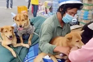 Họp báo vụ 15 con chó bị tiêu hủy ở Cà Mau: Lãnh đạo huyện đã nói gì?