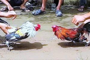 Bị bãi nhiệm đại biểu HĐND TP Bạc Liêu vì tham gia đá gà ăn tiền