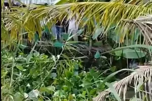 Bắt khẩn cấp người vợ giết chồng, giấu xác dưới ao 4 tháng