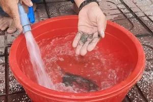 Người dân sống trong Khu đô thị mới Hoàng Tâm phản ánh nước sinh hoạt do chủ đầu tư cung cấp bị lẫn cát, bốc mùi khó chịu