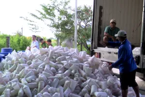 Bạc Liêu tiêu hủy hơn 2 triệu con tôm giống không có giấy chứng nhận kiểm dịch