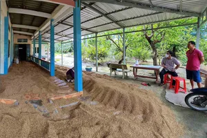 Hiện còn hàng ngàn tấn lúa tồn đọng trong dân không bán được