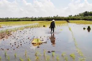 Ngành tôm hướng đến phát thải carbon thấp và bền vững