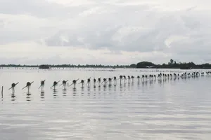 Cà Mau: Quyết liệt chống khai thác thủy sản kiểu hủy diệt