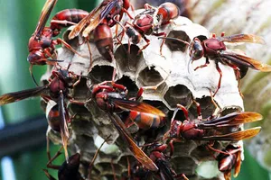 Bị ong vò vẽ đốt hơn 100 vết, một người đàn ông tử vong