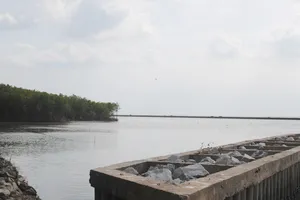 Làm kè ngầm tạo bãi kết hợp với khôi phục đai rừng phòng hộ bờ biển Tây tỉnh Cà Mau