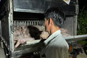 Số lượng heo vận chuyển không có giấy kiểm dịch