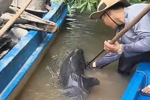 Giải cứu cá heo bị thương trên sông Gành Hào