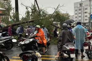 Cà Mau: Cây xanh bật gốc, đè 2 người đi đường 