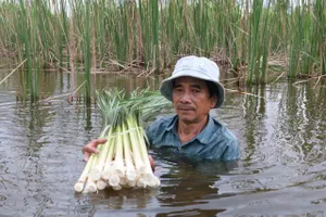 Bồn bồn, từ cỏ dại thành “cây đặc sản” 