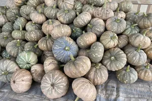 “Giải cứu” xong hàng trăm tấn bí đỏ cho nông dân Cà Mau