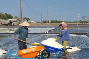 Cà Mau: Gần 7 tỷ đồng hỗ trợ diêm dân bị thiệt hại do mưa trái mùa