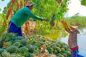 Nông dân TP Cần Thơ thu hoạch đặc sản khóm Cầu Đúc (ẢNH: TUẤN QUANG)