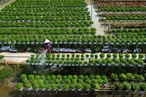 Dịp Tết 2027, tỉnh Đồng Tháp đặt mục tiêu kết nối, hỗ trợ tiêu thụ hơn 1,5 triệu giỏ hoa (ẢNH: HUỲNH DU)