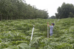 Nhờ có nguồn nước từ hồ Dầu Tiếng, năng suất cây mì ở Tây Ninh ngày càng ổn định - Ảnh: VĂN PHONG