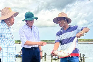 Mô hình nuôi cá trong ao tôm tại Sóc Trăng đang mang lại lợi nhuận cao cho người dân