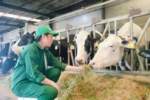 Chăm sóc bò sữa ở trang trại bò sữa Vinamilk tại Bến Cầu