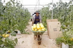 Thu hoạch dưa lưới ứng dụng nông nghiệp công nghệ cao ở xã Đất Đỏ, TPHCM