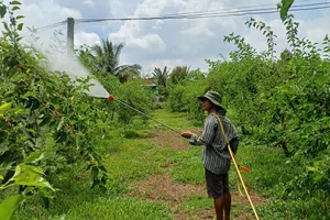 Phun chế phẩm sinh học ở vườn dâu tằm hữu cơ Ba Phong (tỉnh Tây Ninh)