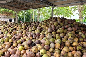 Một vựa thu mua dừa khô để chế biến tại tỉnh Vĩnh Long