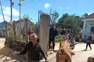 Người dân xã Kon Braih, tỉnh Quảng Ngãi được cấp bò sinh sản để nhân rộng đàn