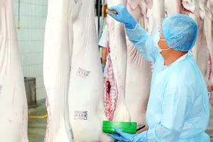  Kiểm tra chất lượng thịt heo tại Công ty Vissan