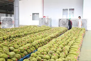 Một cơ sở thu mua sầu riêng tại xã Nghĩa Trung, TP Đồng Nai (ẢNH: PHÚ NGÂN)