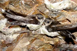 Lợi ích của chim yến - Giá trị quý báu cho sức khỏe và nền kinh tế địa phương