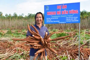 Anh Phan Đình Huynh bên ruộng khoai mì đang thu hoạch