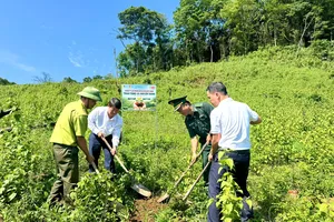 Khu vực trồng cây thuộc thôn Trăng - Tà Puồng, xã Hướng Lập, tỉnh Quảng Trị