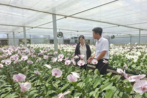 Vườn lan của anh Nguyễn Tuấn Trường tại xã Ninh Gia (tỉnh Lâm Đồng)