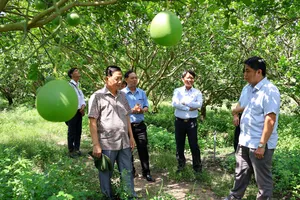 Ông Lưu Văn Long, Bí thư Đảng ủy, Chủ tịch HĐND xã Trừ Văn Thố khảo sát mô hình trồng bưởi da xanh tại một trang trại ở ấp Ông Thanh, xã Trừ Văn Thố