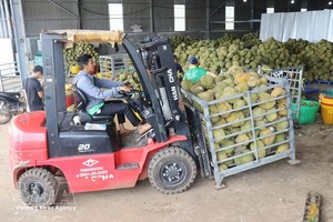 越南榴莲。图自越通社