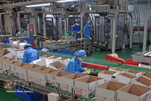 位于海防市石魁坊一号工业群的龙海有限责任公司每年生产数百吨产品，向国内市场供应并出口海外。图自越通社