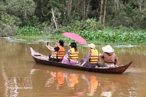 游客乘小船观赏鸟西旅游区涨水季的白千层林景观。图：越通社
