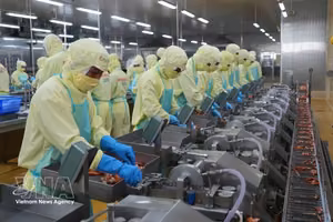 明富—庆安水产品加工有限责任公司的虾类加工生产线。图自越通社