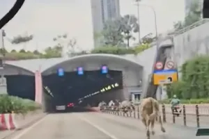 Bò chạy vào hầm vượt sông Sài Gòn, giao thông náo loạn 